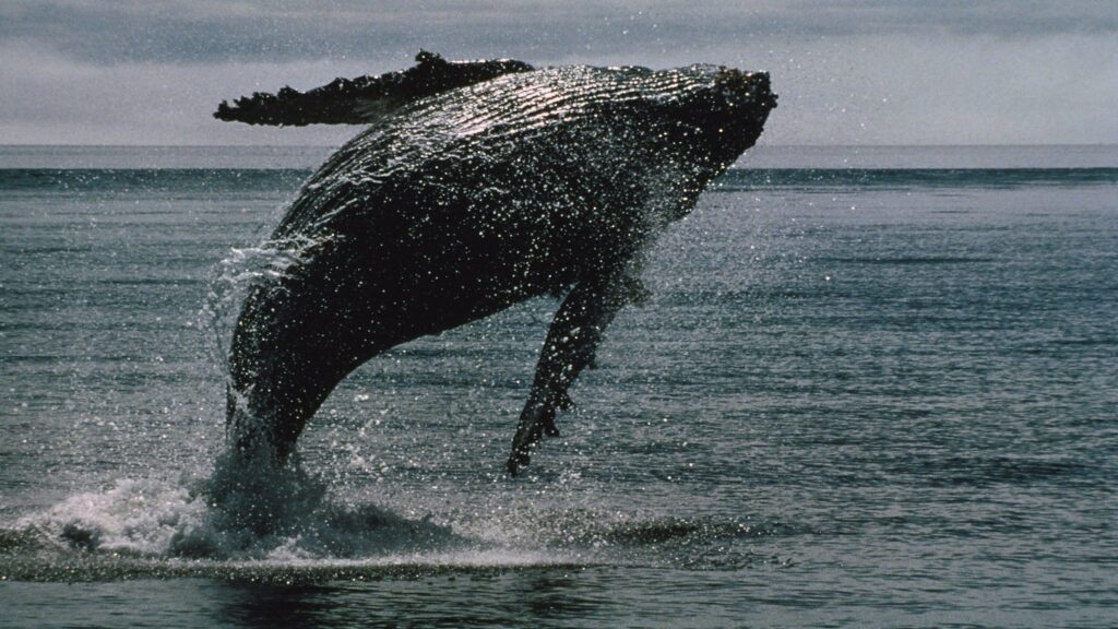 ¡Tiburones de Bitcoin Despiertan Después de 14 Años y Mueven Más de 2 Mil Millones en BTC, Datos On-Chain Revelan!
