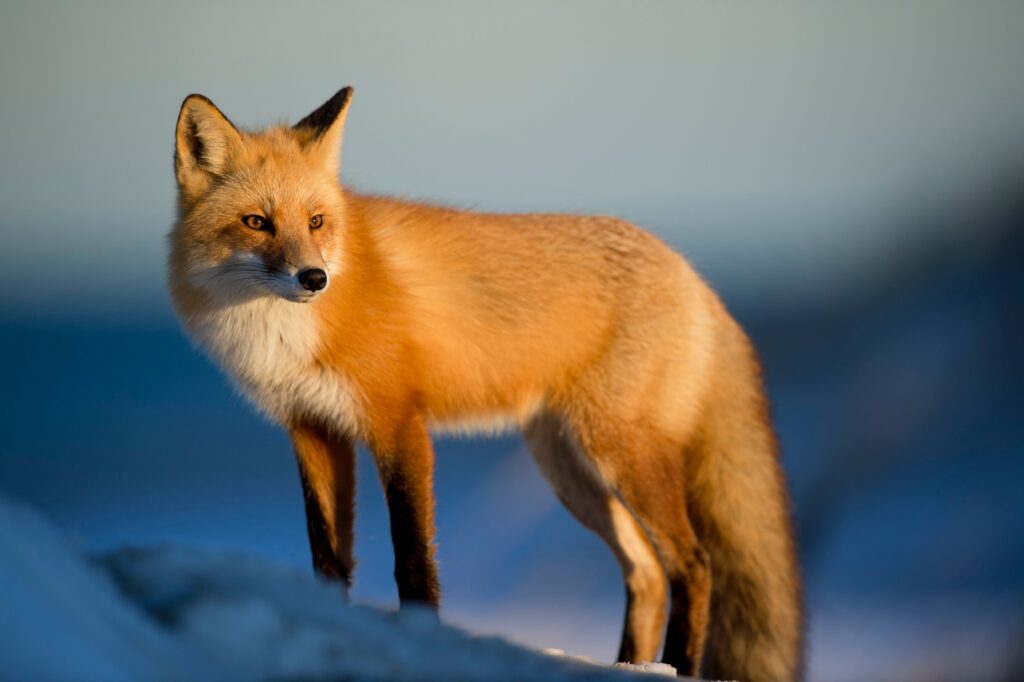 ¡MetaMask está a punto de lanzar su propia Stablecoin esta semana y no te lo vas a querer perder!