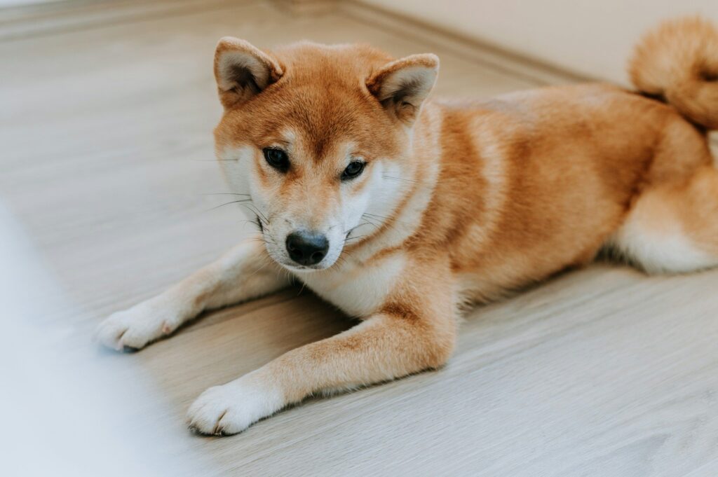 ¡Alerta Dogecoin! Thumzup Apoya Trump y Añade 3,500 Rigs para Minar a Lo Grande