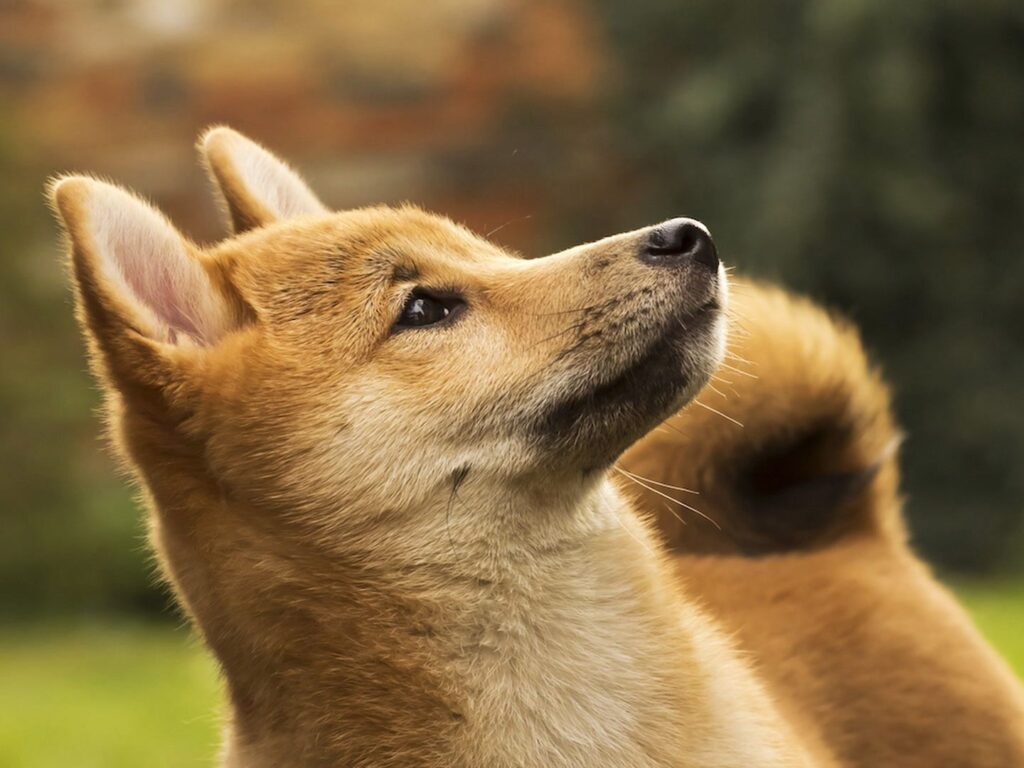 ¡Alerta en Crypto! ENA y DOGE Explotan Mientras BTC Anda con Miedo al Abismo