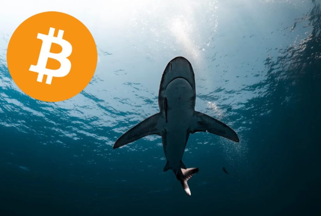 ¡Los tiburones de bitcoin se lanzaron al ataque y se agenciaron 65.000 BTC en solo 7 días!