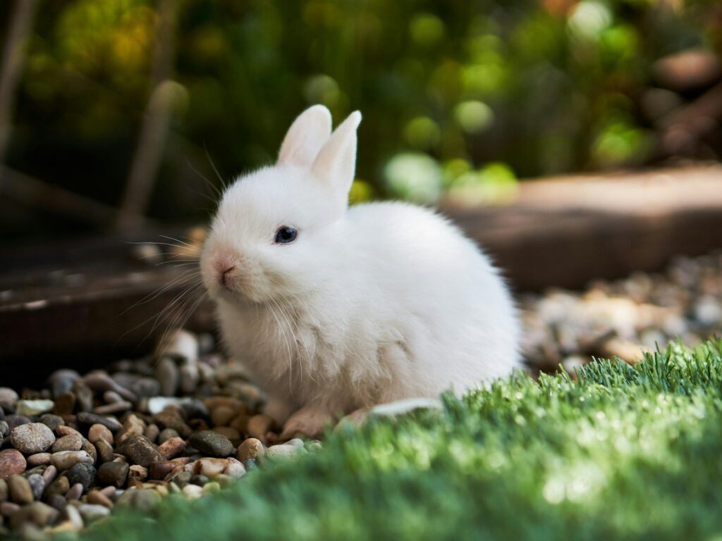 ¡Alerta roedor! Bunni DEX congela contratos inteligentes tras robo multimillonario de $8.4M en varias cadenas