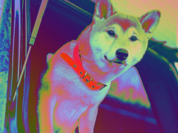 El Shiba Inu Shib juntó mil millones para la guerra AI ¡y Vitalik ya se arrepiente!
