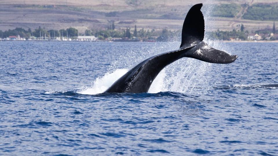 ¡Las ballenas de Bitcoin apuestan a lo grande mientras el funding se hunde en números rojos!