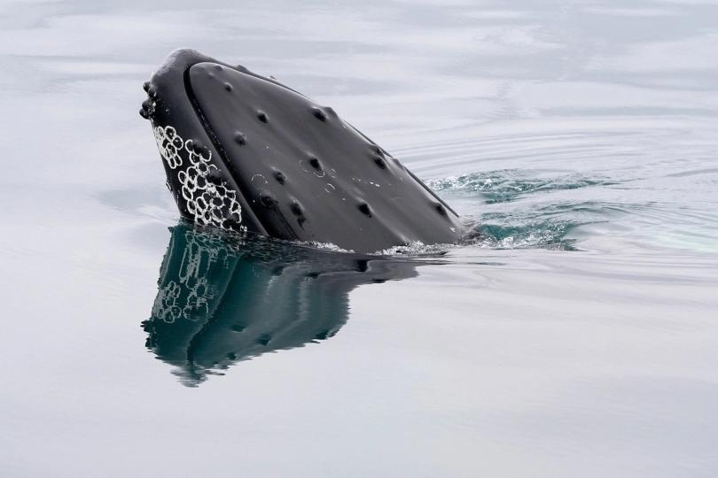 La ballena de Bitcoin que se escondió en 2013 despierta y mueve 40 millones de dólares en BTC ¡No vas a creer por qué!