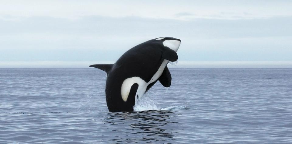¡Orca revoluciona Solana! Nuevo mercado que convierte activos reales en tokens y te dejará boquiabierto