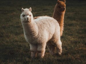 ¡Alpaca saca la billetera! $135 millones para revolucionar las acciones tokenizadas