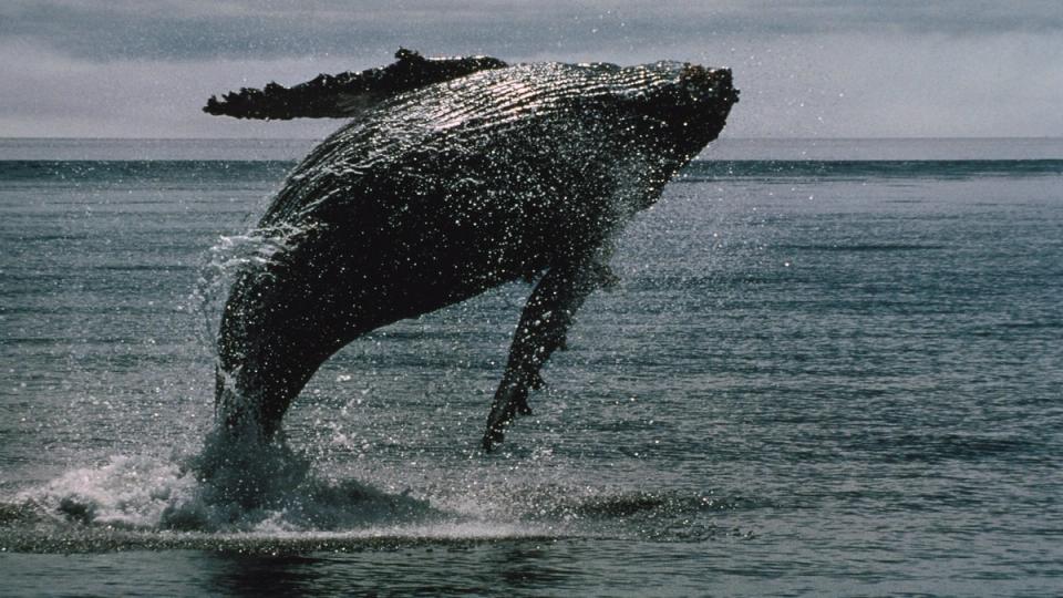¡Las ballenas de Bitcoin no paran! Compraron $16.7 mil millones en 2 semanas mientras los ETFs pierden $4 mil millones récord