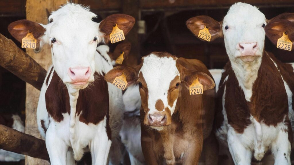 ¡Granjas brasileñas convierten vacas en cripto para esquivar a los bancos y conseguir préstamos!