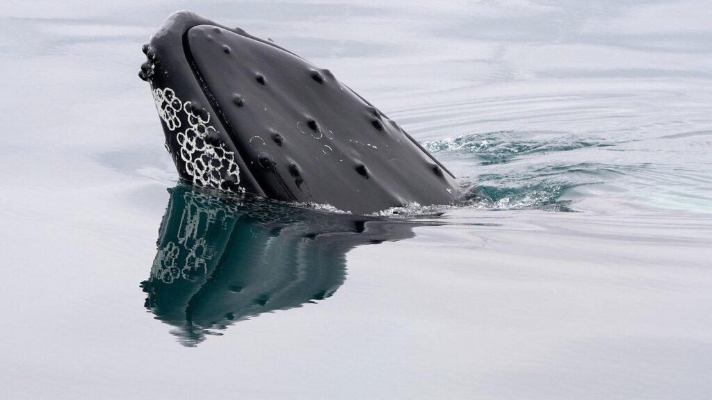 ¡Las ballenas de Bitcoin se vuelven locas y se llevan 1.2 mil millones en BTC mientras los ETFs atraen 750 millones!