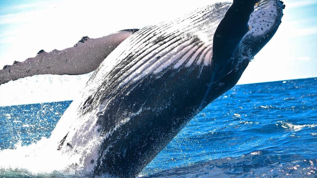 ¡La ballena Bitcoin que sobrevivió al crash de marzo 2020 mueve 378 millones y tú no vas a creer a dónde!